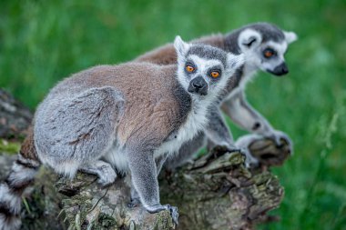 Yeşil açık komik halka kuyruklu Madagaskar lemurlar Portresi