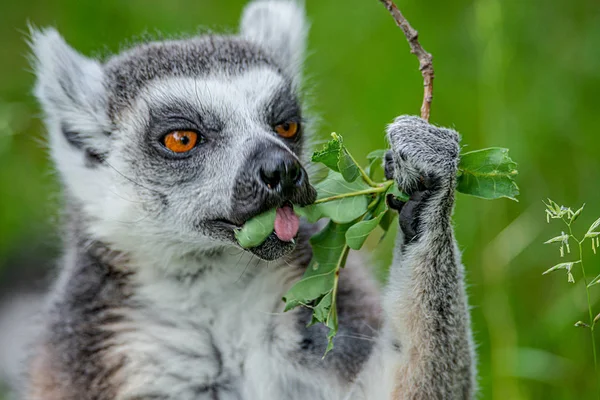 Retrato de divertidos lémures de Madagascar de cola anillada en verde al aire libre — Foto de Stock