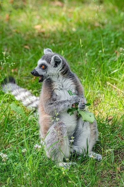 Porträtt av rolig ringstjärtad Madagaskar lemurer i grön utomhus — Stockfoto