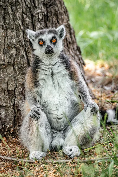 Ritratto di divertenti lemuri del Madagascar dalla coda ad anello in verde all'aperto — Foto Stock