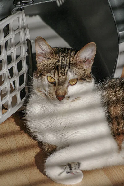 Портрет обычного самца кошки, покоящейся возле своей транспортной клетки в s — стоковое фото