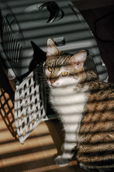 Portrait of common male cat resting near its transport cage in s — Stock Photo, Image