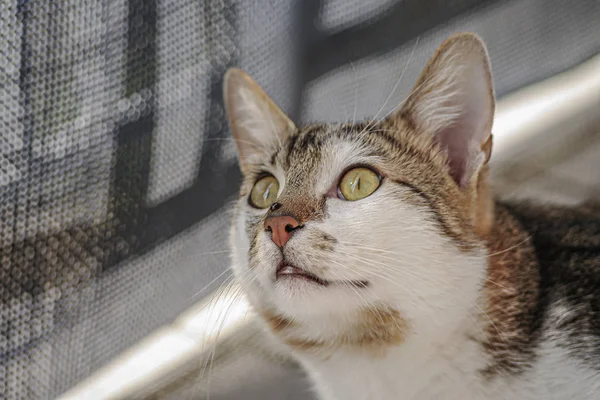 Portrait de chat mâle heureux commun jouant avec une coccinelle à son — Photo