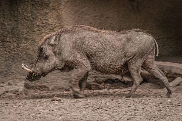 Familie portret van krachtige en agressieve warthogs (Phacochoeru — Stockfoto