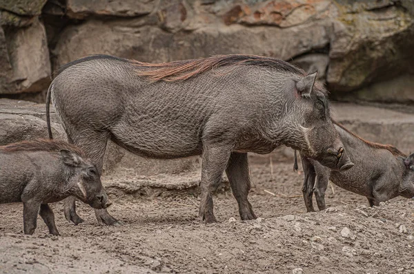 Family portrait of powerful and aggressive Warthogs (Phacochoeru — Stock Photo, Image