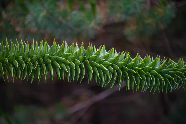 Árbol mágico de Araucaria perenne que crece en los bosques de las Islas Feroe —  Fotos de Stock