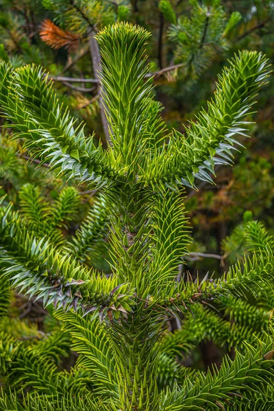 Evergreen büyülü Araucaria ağaç Faroe Isl ormanlarında büyüyen — Stok fotoğraf