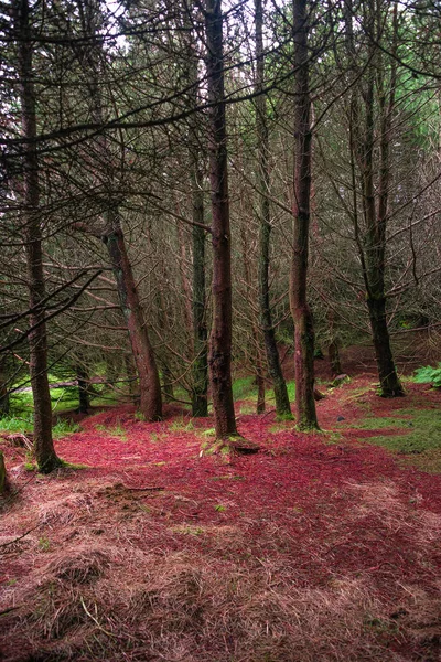 Bosque mágico de cuento de hadas con árboles siempreverdes y rutas de senderismo —  Fotos de Stock