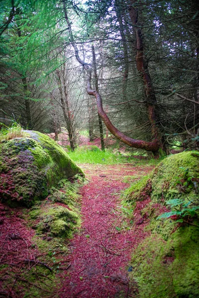 Forêt magique de contes de fées avec arbres à feuilles persistantes et sentiers de randonnée — Photo