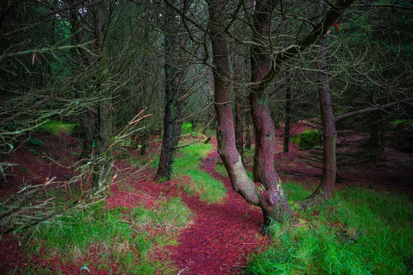 Bosque mágico de cuento de hadas con árboles siempreverdes y rutas de senderismo —  Fotos de Stock