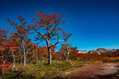 Tierra de büyülü renkli masal ormanıpanoramik görünümü