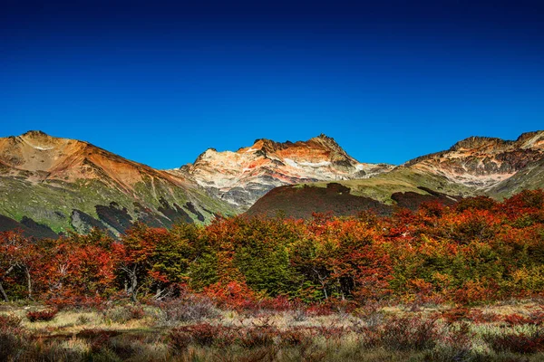 Панорамний вид на чарівний барвистий казковий ліс в вогняній — стокове фото