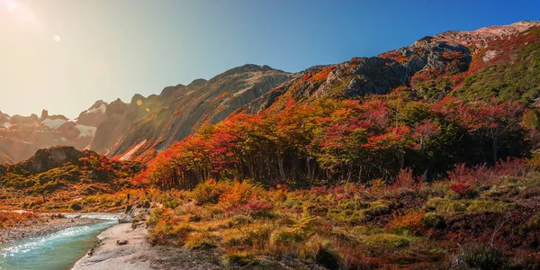 Vista panorâmica da floresta mágica de contos de fadas coloridos na Tierra de — Fotografia de Stock