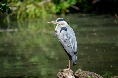 Yaz Almanya'da küçük bir gölde güzel ortak gri gri ot
