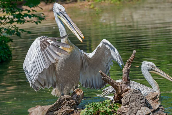 Pelicanos dálmatas magníficos e fotogênicos em um pequeno lago em — Fotografia de Stock