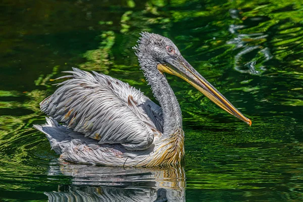 Küçük bir gölde muhteşem ve fotojenik dalmaçyalı pelikan — Stok fotoğraf