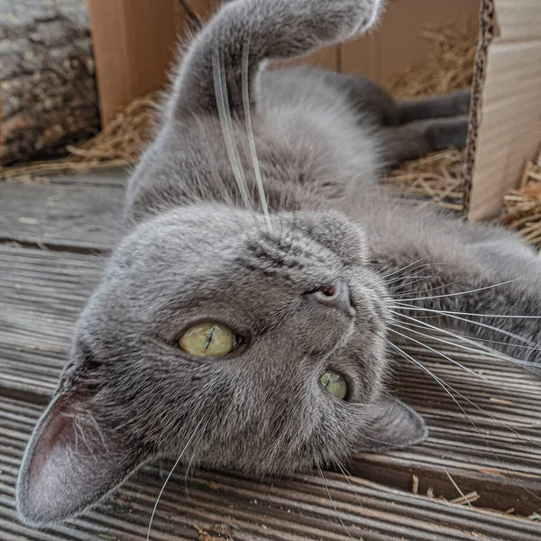 Retrato de gato común feliz jugando consigo misma en el balc — Foto de Stock