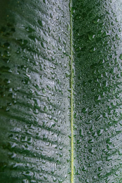 Nass mit Wassertropfen indisches Ficus-Elastika-Blatt in den Tropen — Stockfoto