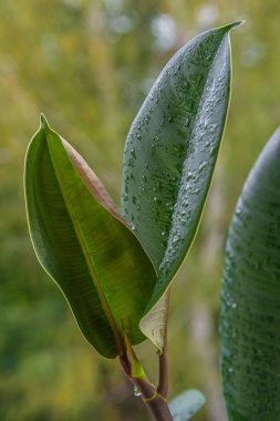 su damlaları ile ıslak Tropikal Hint Ficus Elastica yaprağı 