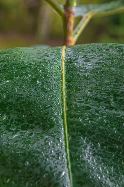 Nedves vízzel csepp indiai Ficus elastica levél a trópusi — Stock Fotó