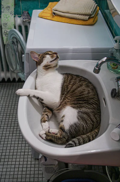 Портрет простого большого счастливого кота мужского пола в ванной комнате на вершине — стоковое фото