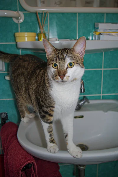 Portrait de grand chat mâle heureux commun dans la salle de bain sur le dessus de — Photo