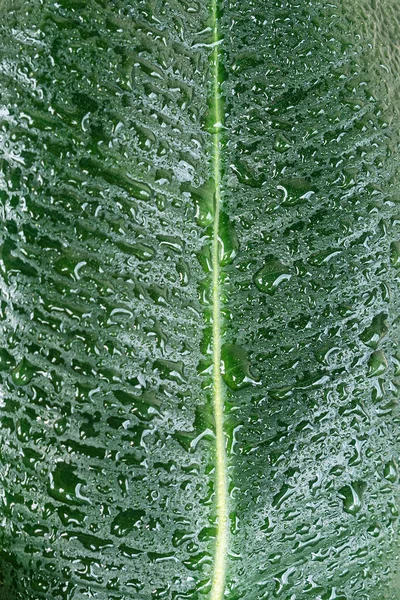 Nass mit Wassertropfen indisches Ficus-Elastika-Blatt in den Tropen — Stockfoto