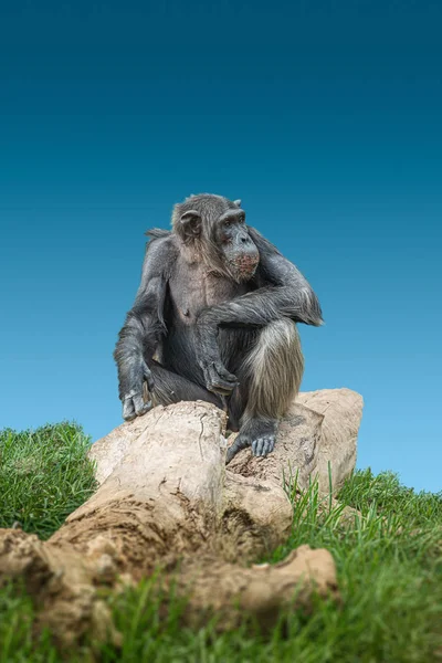 Portrait de curieux demandé adulte mâle Chimpanzé assis à bi — Photo