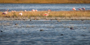 Kalafat kasabası yakınlarındaki Rosy Flamingo kolonisi, Nimez Kuş R