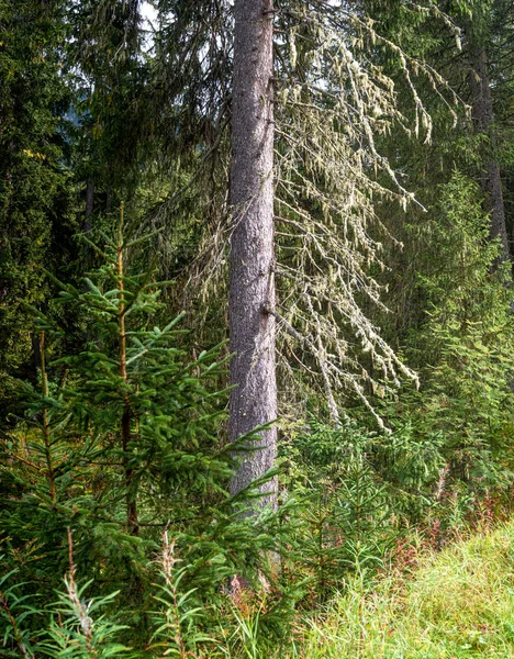 Magiczny las w Dolomitach jesienią, Południowy Tyrol, Włochy — Zdjęcie stockowe