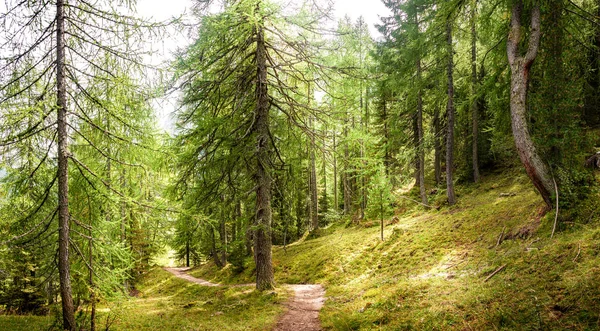 Magiczny las w Dolomitach jesienią, Południowy Tyrol, Włochy — Zdjęcie stockowe