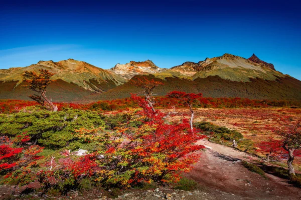 Tierra de büyülü renkli masal ormanıpanoramik görünümü — Stok fotoğraf