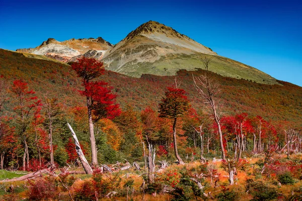 Панорамний вид на чарівний барвистий казковий ліс в вогняній — стокове фото