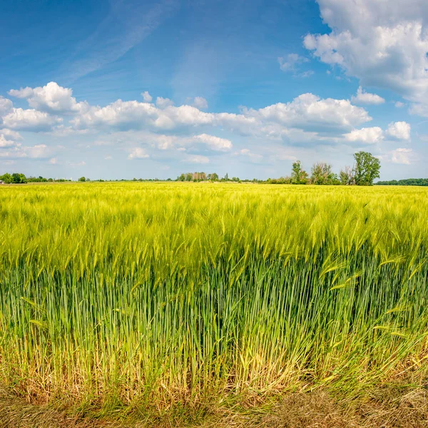 Hermoso Paisaje Agrícola Campo Trigo Verde Amarillo Finales Primavera Comienzo — Foto de Stock