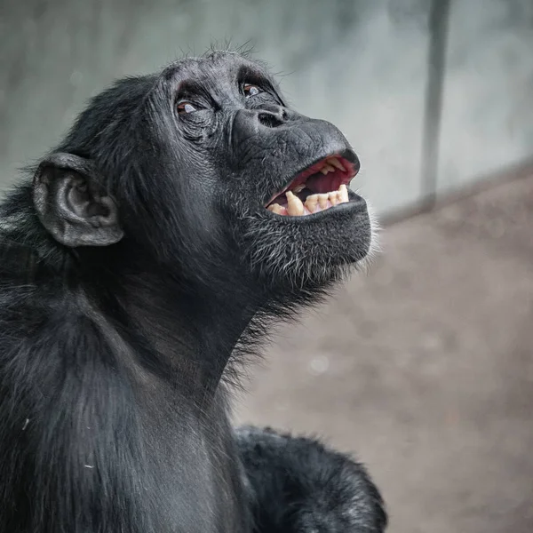 Портрет Наляканого Переляканого Шимпанзе Сидить Кутку Клітки Косметика Деталі — стокове фото