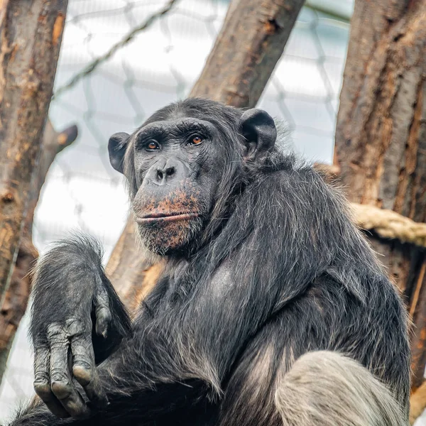 Retrato Chimpancé Adulto Divertido Con Una Sonrisa Obscena Primer Plano — Foto de Stock