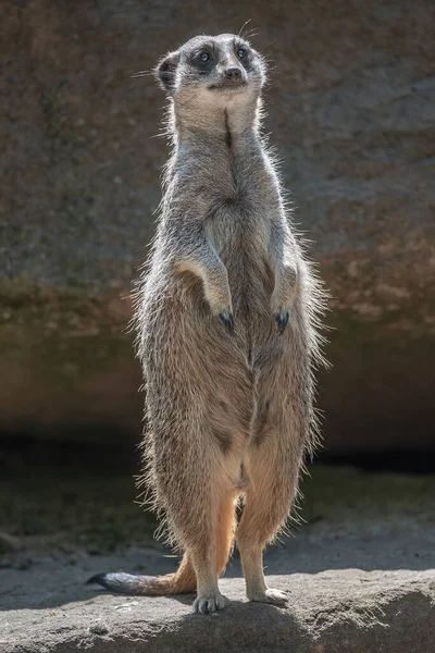 Portré Játékos Kíváncsi Suricate Szurikáta Álló Magas Óra — Stock Fotó