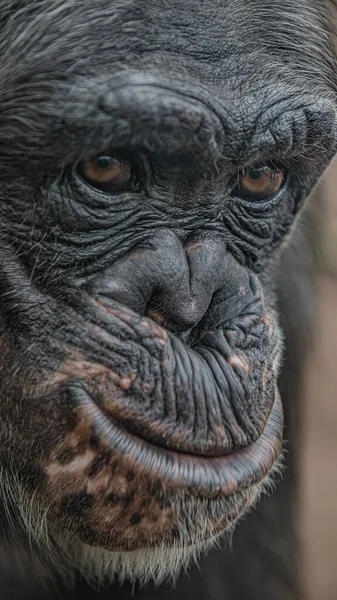 Closeup portrait of a laughing wondered female adult Chimpanzee