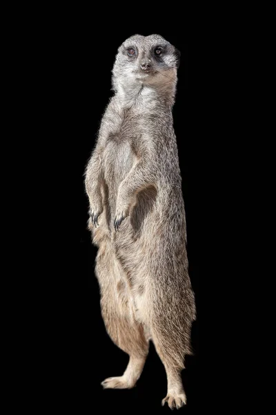 Porträtt Lekfull Och Nyfiken Surikat Meerkat Isolerad Svart Bakgrund Närbild — Stockfoto