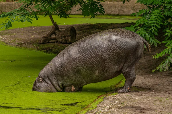 大きな大人のカバは小さな池の問題から頭を隠しています — ストック写真