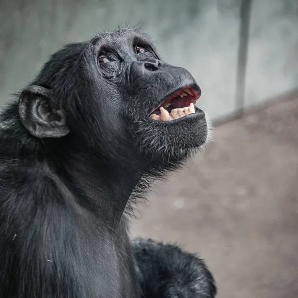 Portret Van Angstige Doodsbange Chimpansee Zittend Kooi Hoek Close Details Stockfoto