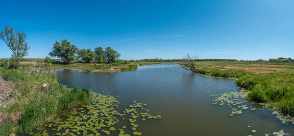 Panoramisch Uitzicht Een Vijver Bij Elbe Met Waterlelies Zonnige Dag Rechtenvrije Stockfoto's