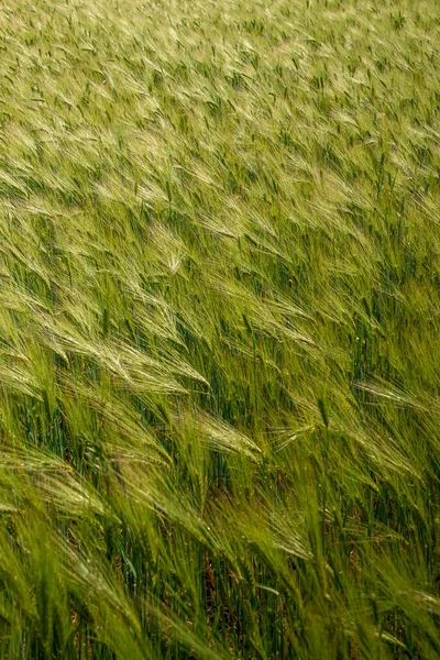 Ландшафт Зелёных Желтых Пшеничных Полей Волной Света Летом Фон Детали — стоковое фото