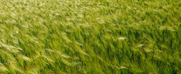 Красивый Фермерский Пейзаж Зеленого Желтого Пшеничного Поля Волной Света Летом — стоковое фото