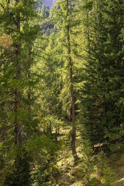 Magiczny Las Sosnowy Świerkowy Dolomitach Przy Szlaku Turystycznym Południowy Tyrol — Zdjęcie stockowe
