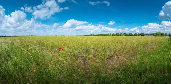 Panoramiczny Widok Piękny Zielony Krajobraz Gospodarstwa Czerwonymi Makami Kwiaty Niemczech — Zdjęcie stockowe