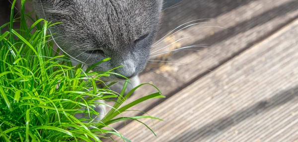 Portrait of domestic Blue Russian female cat is eating green cat grass in a pot at the home balcony, with copy space for text, details