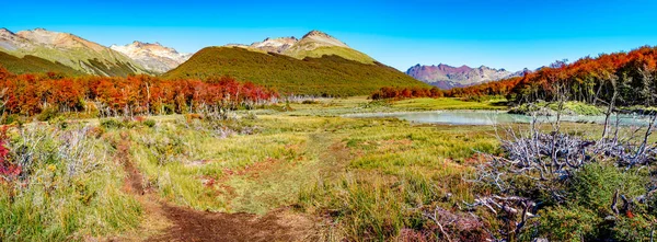 Panoramic View Magical Austral Forest Peatbogs High Mountains Tierra Del — Stock Photo, Image