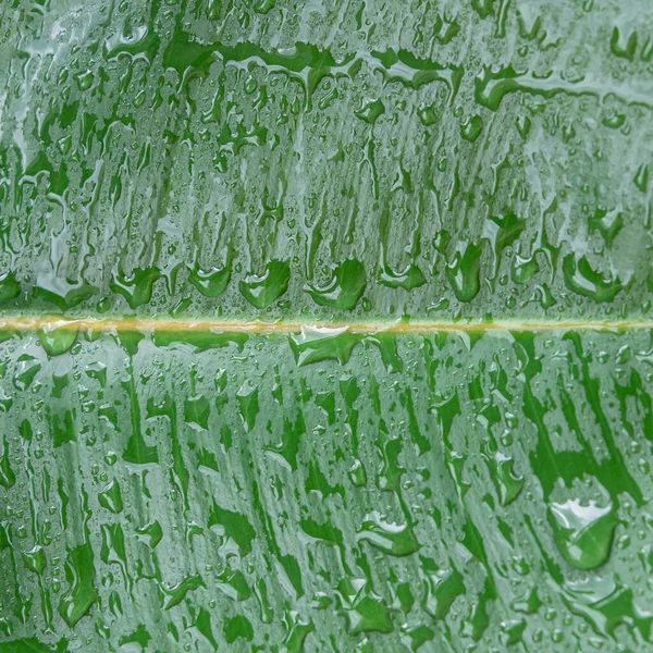 Nedves Vízcseppek Indiai Ficus Elastica Levél Trópusi Kertben Mint Háttér — Stock Fotó