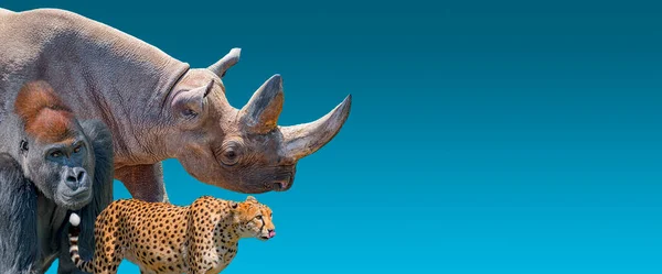 Bannière Avec Les Animaux Sauvages Les Vulnérables Afrique Rhinocéros Guépards — Photo